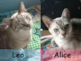 Leo e Alice