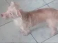 Bob