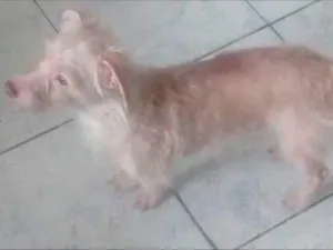 Cachorro raça Vira lata idade 2 anos nome Bob