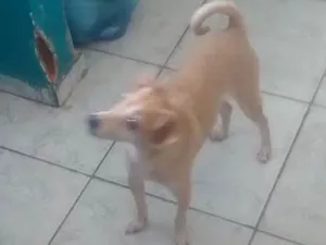 Cachorro raça Vira lata idade 3 anos nome Ted e lilica