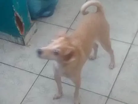 Cachorro ra a Vira lata idade 3 anos nome Ted e lilica