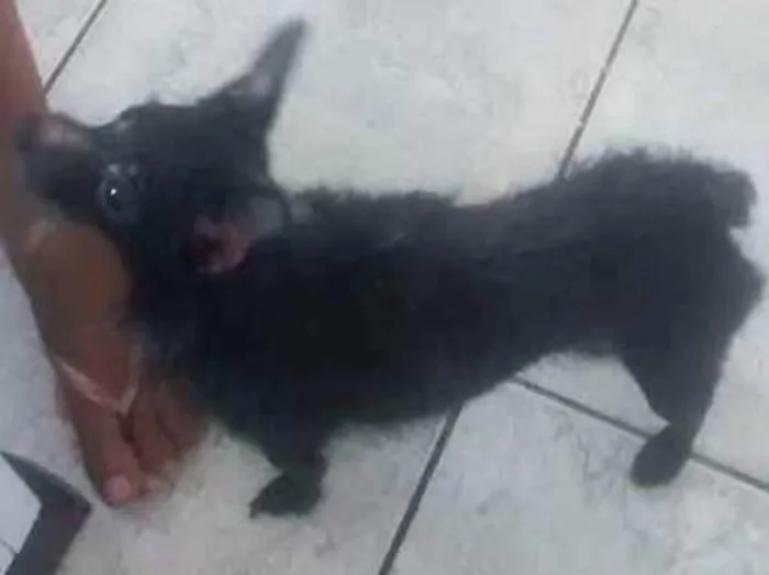 Cachorro ra a Vira lata idade 3 anos nome Ted e lilica