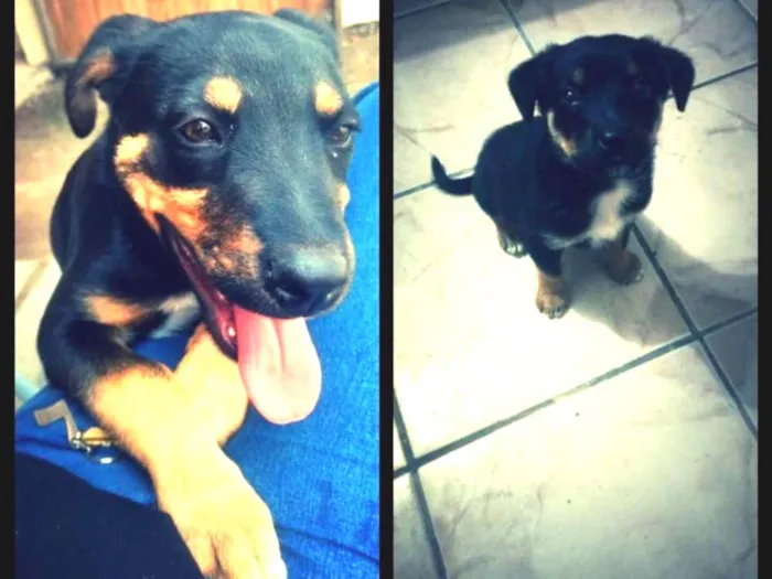 Cachorro ra a Vira lata idade 7 a 11 meses nome Kena