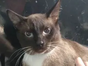 Gato raça  idade 2 anos nome Dimitry
