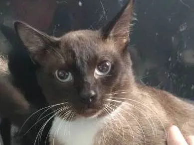 Gato ra a  idade 2 anos nome Dimitry