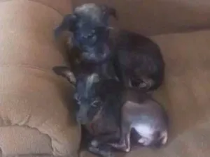 Cachorro raça Vira lata idade 2 anos nome Belinha e lili