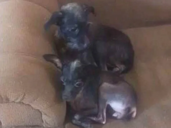 Cachorro ra a Vira lata idade 2 anos nome Belinha e lili