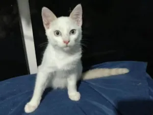 Gato raça  idade 2 a 6 meses nome Nicolas