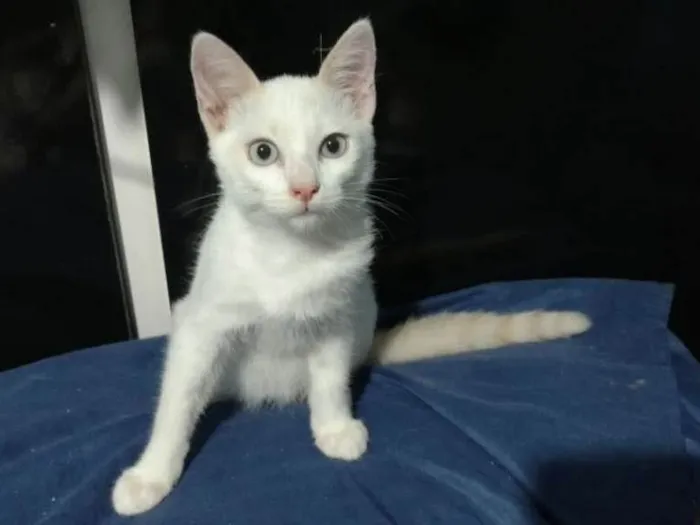 Gato ra a  idade 2 a 6 meses nome Nicolas