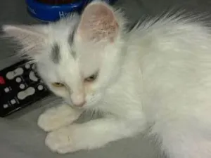 Gato raça  idade 2 a 6 meses nome Shine