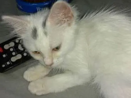 Gato ra a  idade 2 a 6 meses nome Shine