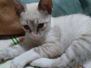 Gato raça  idade 2 a 6 meses nome Olivia