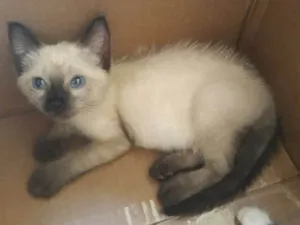 Gato raça Vira Lata e Siamês idade 2 a 6 meses nome Nina e bebel