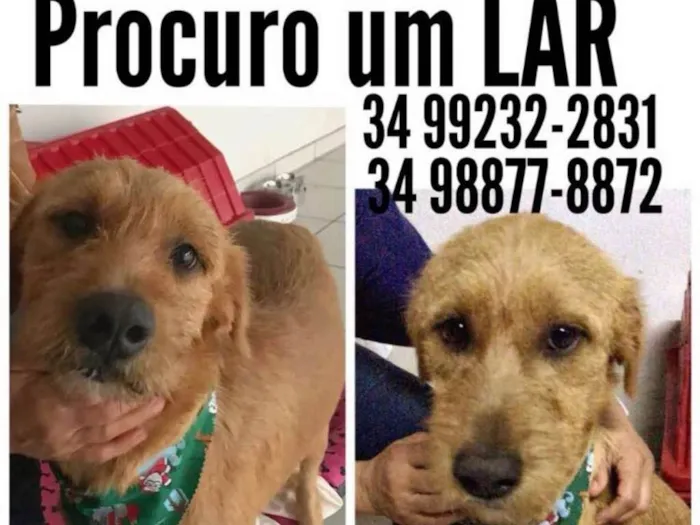 Cachorro ra a Sem raça definida idade 2 anos nome Valente