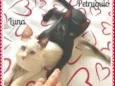 Luna e Petruquio