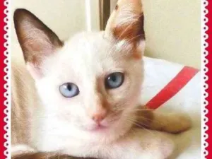 Gato raça SRD idade 2 a 6 meses nome Luna e Petruquio