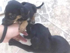 Cachorro raça Vira lata  idade Abaixo de 2 meses nome Fêmeas