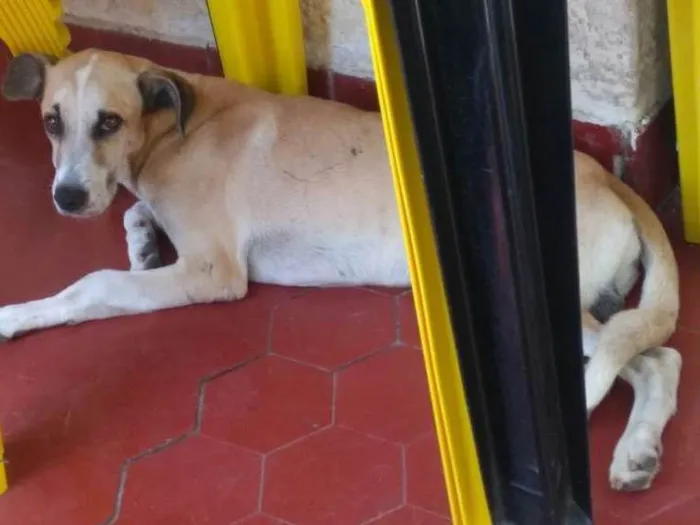 Cachorro ra a SRD idade  nome Não sei