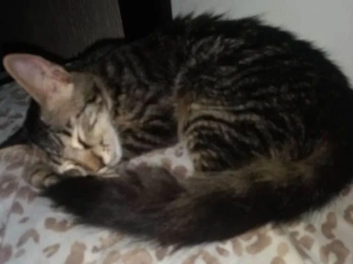 Gato ra a Sem raça definida idade 2 a 6 meses nome Nina