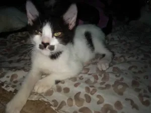 Gato raça Sem raça definida idade 2 a 6 meses nome Bigode