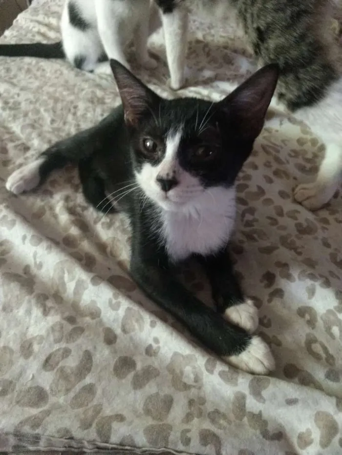 Gato ra a Frajola idade 2 a 6 meses nome Florzinha