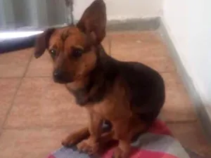 Cachorro raça Pinscher com basê idade 1 ano nome MEG