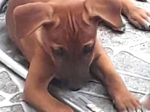 Cachorro raça Viralata idade 2 a 6 meses nome Sem nome
