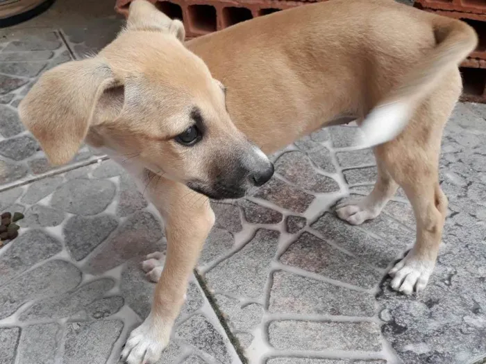 Cachorro raça Viralata idade 2 a 6 meses nome Sem nome