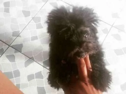Cachorro ra a Poodle idade 1 ano nome Jake