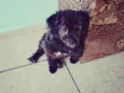 Jake