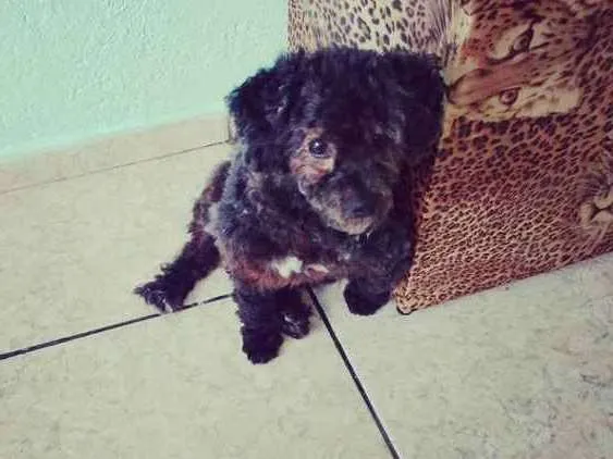 Cachorro ra a Poodle idade 1 ano nome Jake