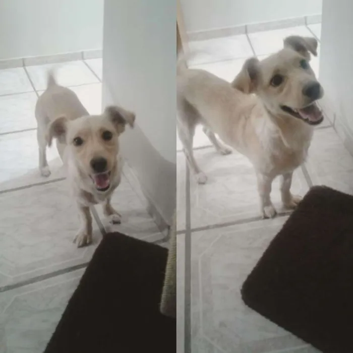 Cachorro ra a Vira lara idade 7 a 11 meses nome BARTHO