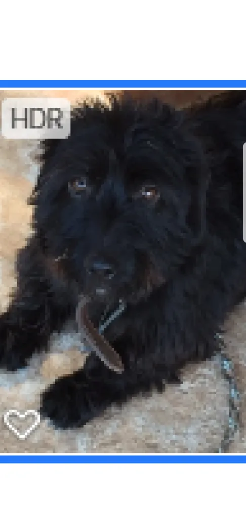 Cachorro ra a SRD idade 4 anos nome Preta
