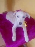 Bela