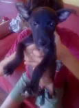 Bela