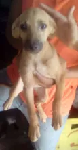 Bela