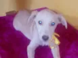 Bela