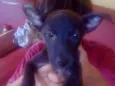 Bela