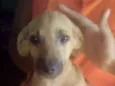 Bela