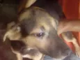 Bela