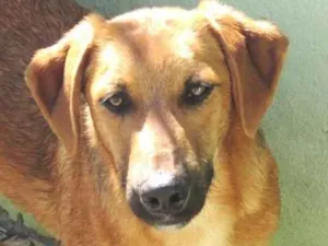 Cachorro raça  idade  nome Bryan