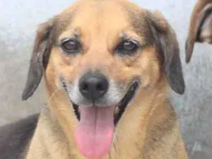 Cachorro raça Daschund Mestiça idade  nome Jully