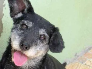 Cachorro raça  idade  nome XUXA PEQUENA