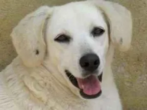 Cachorro raça  idade  nome Snow