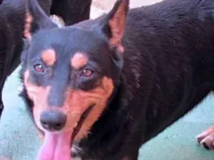 Cachorro raça  idade  nome Athena