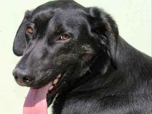 Cachorro raça  idade  nome Rambo
