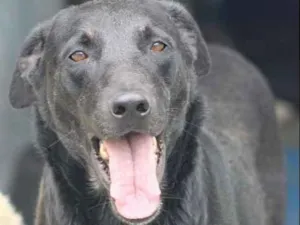 Cachorro raça  idade  nome Bruce