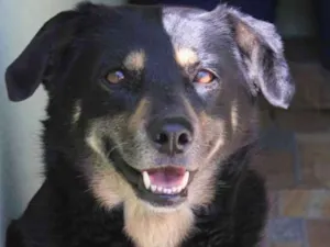 Cachorro raça  idade  nome Aisha