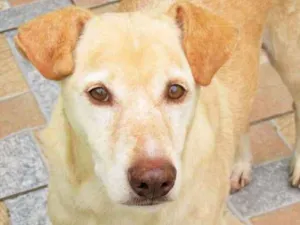 Cachorro raça  idade  nome Alemão