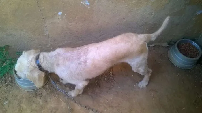 Cachorro ra a poodle idade 5 anos nome Bidu